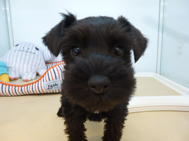 ☆５月３０日(月)～６月３日(金)限定!!☆