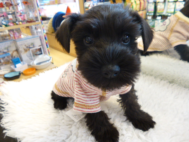 ☆オシャレさんなシュシュちゃん☆