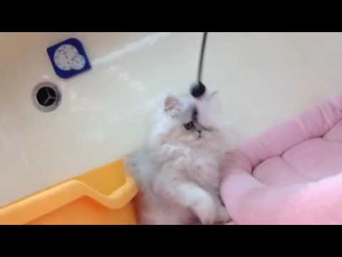 おすすめ、にゃんこ紹介✫