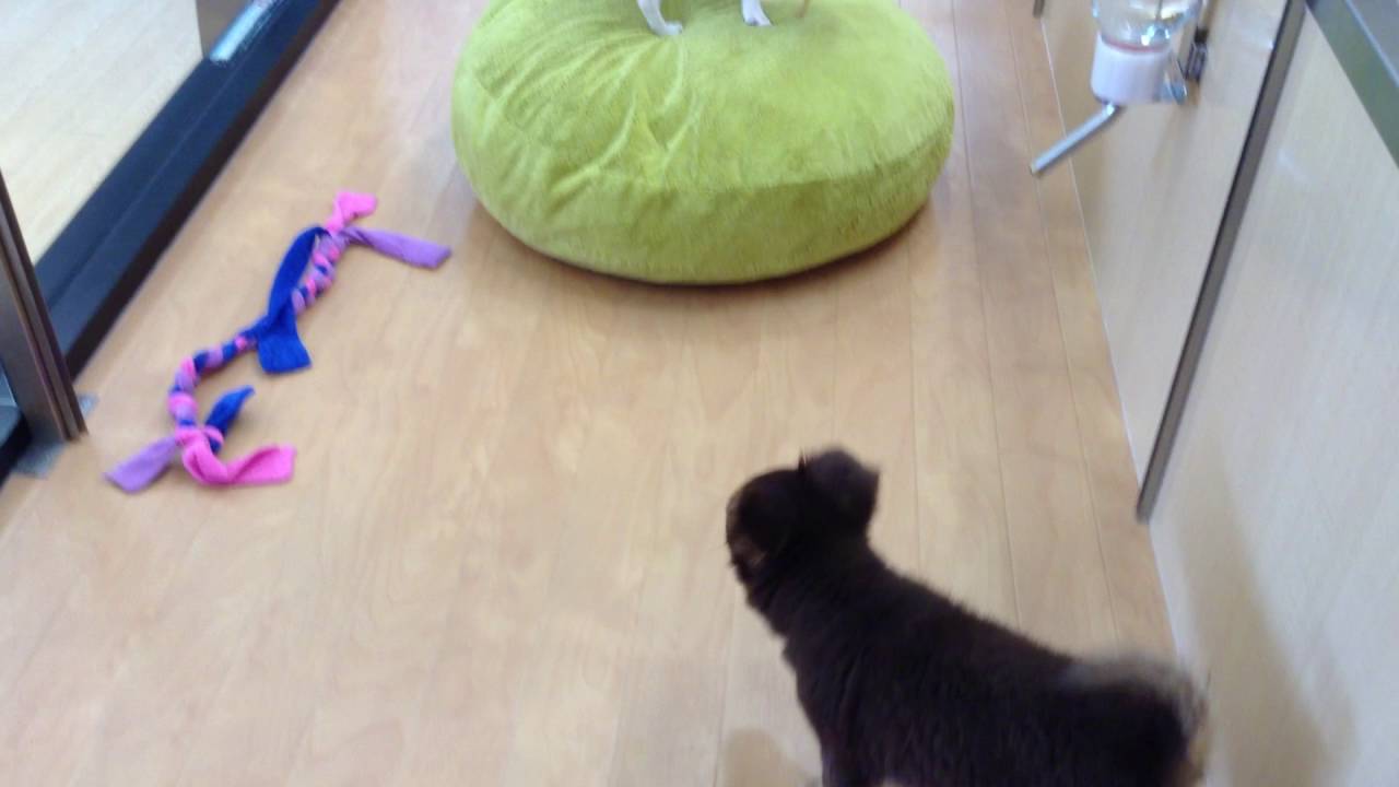 福住店のワンちゃん達の動画♪♪
