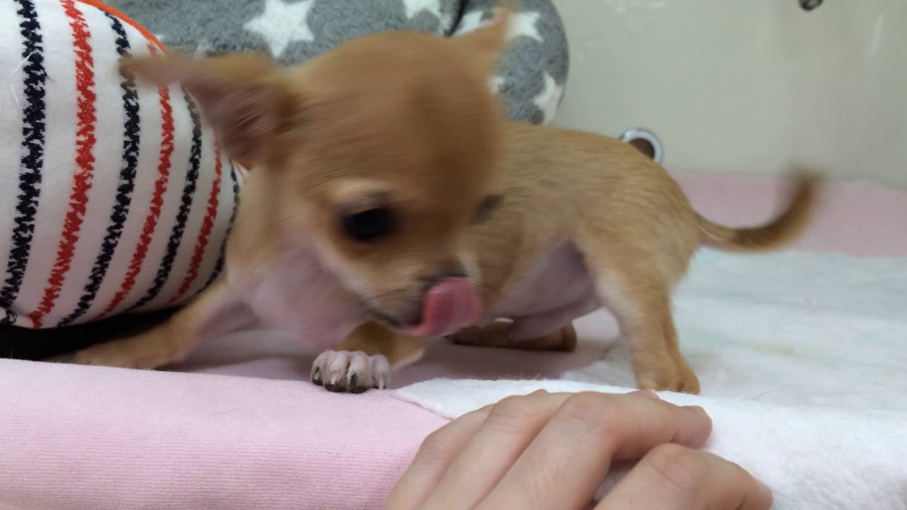 ★チワワ＆マルチーズ登場～♪★