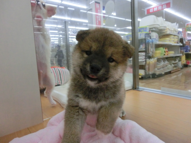 新☆オススメワンちゃん決定！