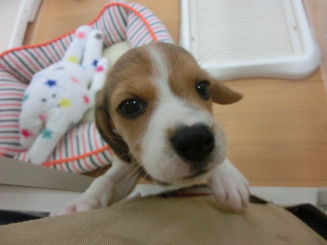 ビーちゃんのランチタイム