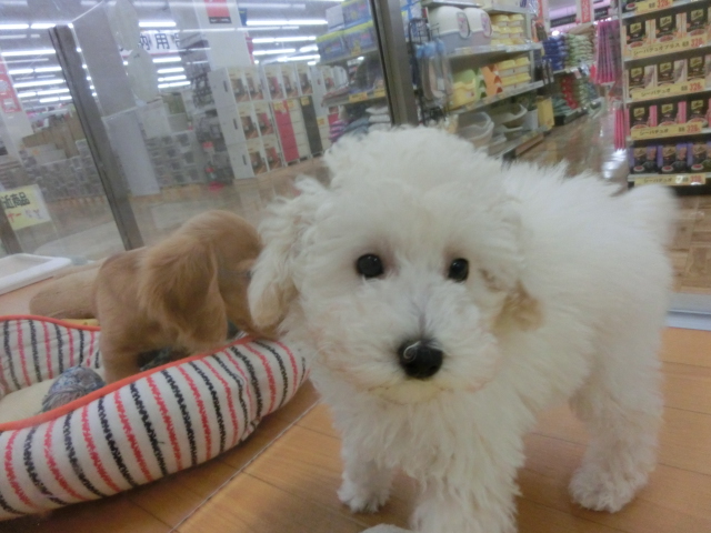 オススメわんちゃん決定☆