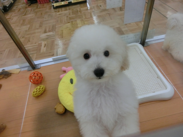 ぷっぷちゃんの出張