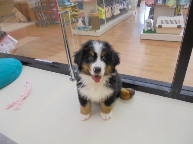 バニ君お家決まりました！！