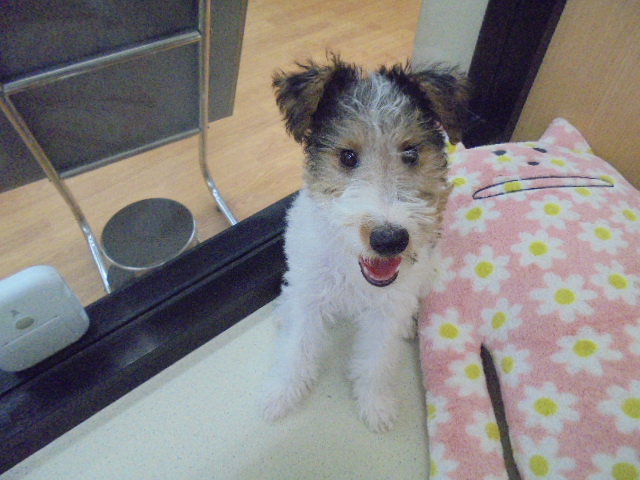 にゅーおすすめ犬情報ヾ(´ω`)ﾉ