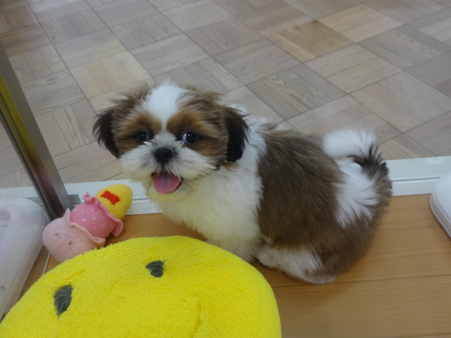 ☆　おうちが決まりました！　☆