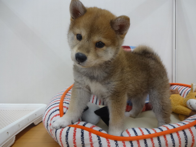 ☆　しーちゃんの特技　☆