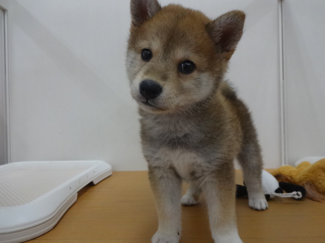 ☆　おすすめ犬発表！！！　☆