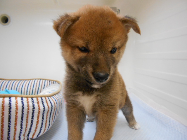 しーくんの冒険！！