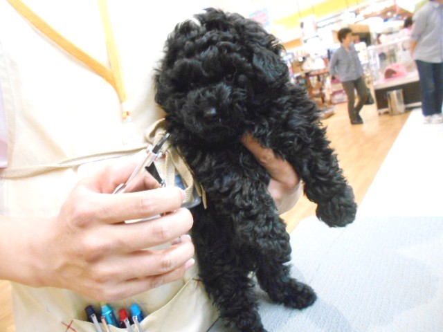 お手入れプーたん(*^_^*)