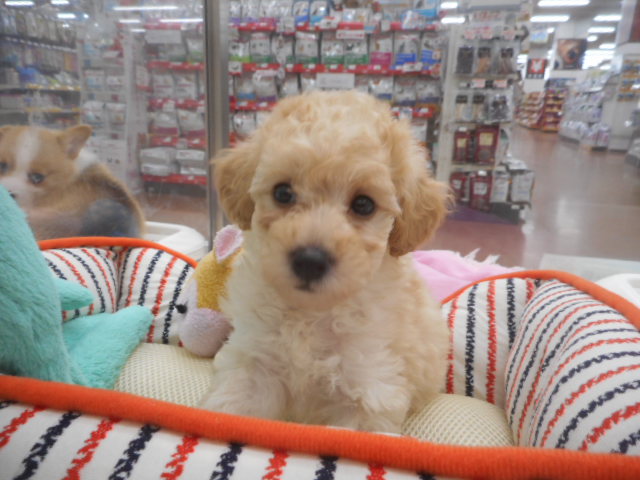 ☆おすすめわんちゃん発表☆