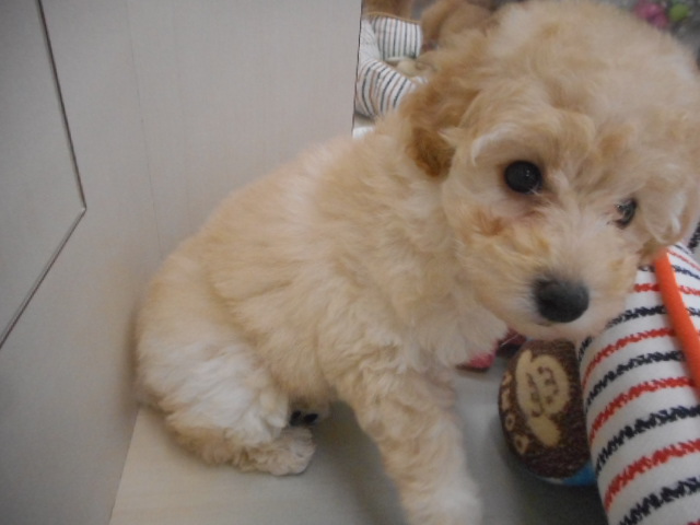 甘えん坊のぷっぷ❤