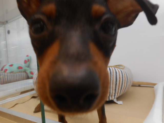 ☆オススメ犬チェンジ☆