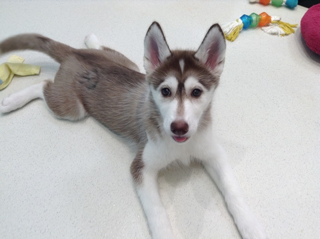 ☆新しいチャレンジ☆