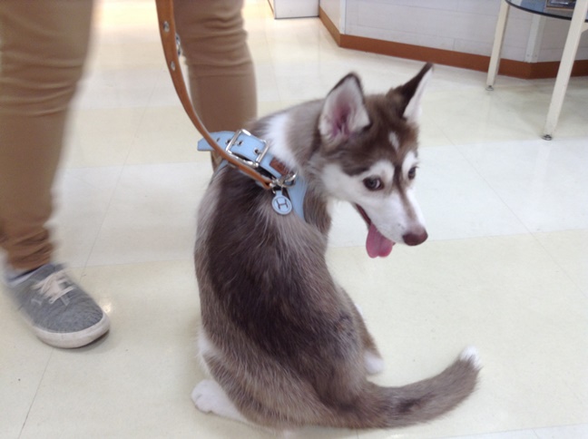 ☆お散歩の練習☆