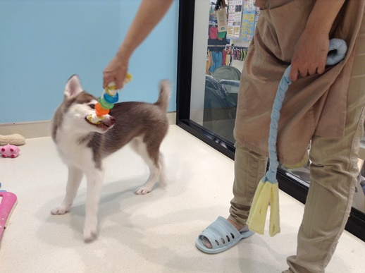 ☆はーちゃんに会いに来るなら今？！☆