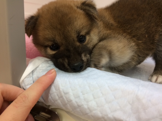 ちっちゃなしーくん(*^_^*)