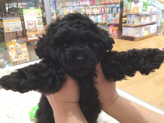 元気いっぱいプーたん！！