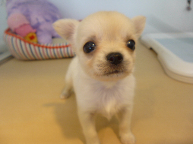 ☆NEWおすすめワンちゃん☆