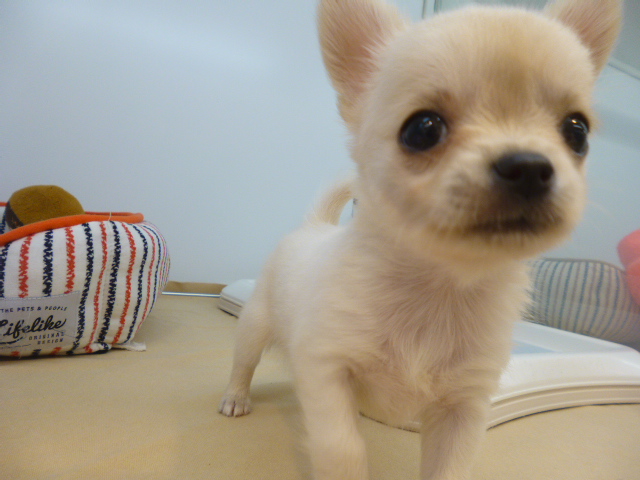 とびっきり可愛い天使なちっち☆