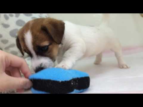 ☆美人ジャックちゃん♪☆