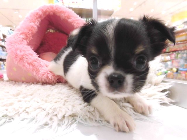 プーたんからチーたんにバトンタッチ(^O^)／