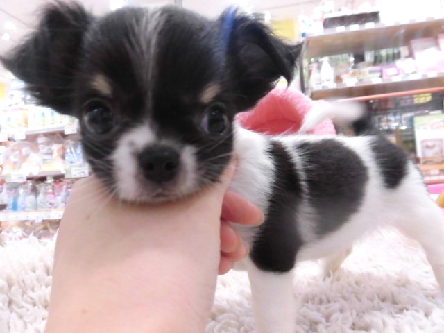 最近のチーたん(^^♪