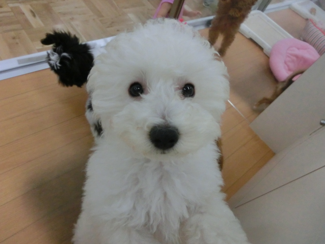 ぷっぷちゃん卒業！