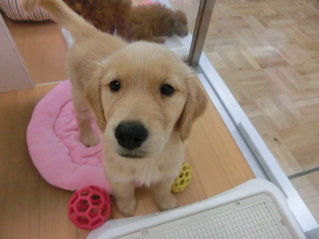 だいすきなおもちゃ♡