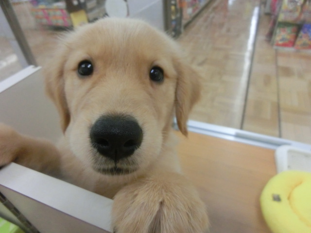 オススメわんちゃん決定！