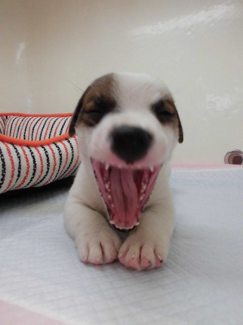 おススメ犬決定(‘ω’)♡