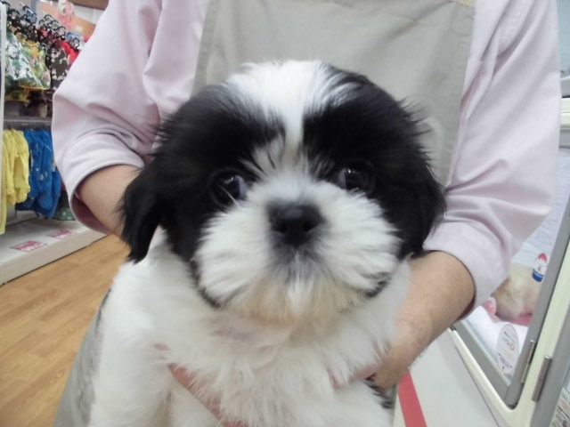 おっ(‘ω’)！？