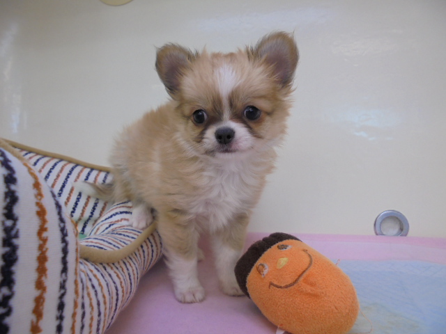 お家が決まりましたヾ(o´∀`o)ﾉ