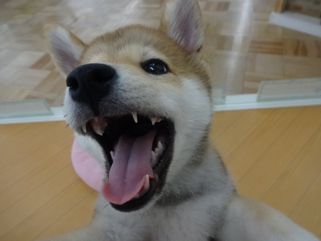 ☆　しーちゃん女子力アップの巻　☆