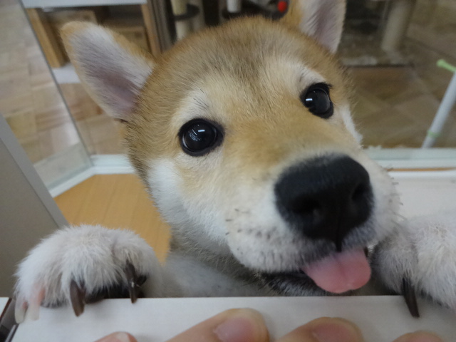 ☆　しーちゃんからのお知らせ　☆