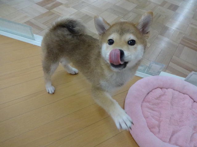 ☆　しーちゃんからお知らせ　☆