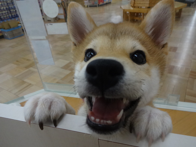 ☆　おすわりできたよ！　☆