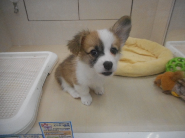 こーちゃんお引っ越し☆