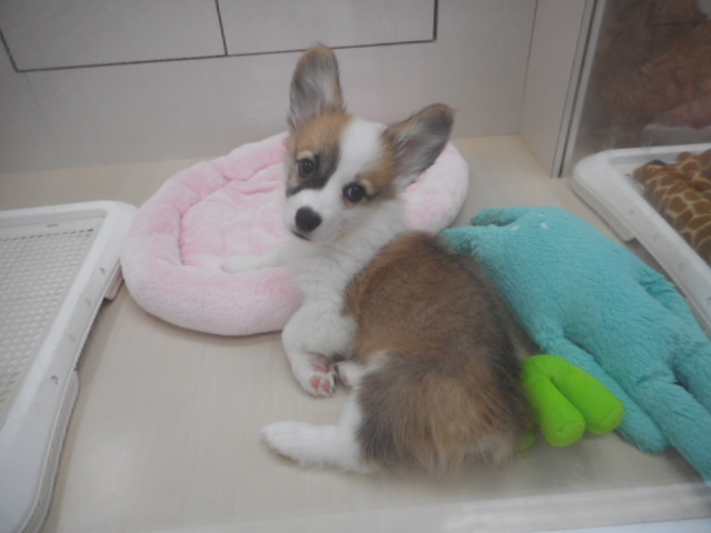 こーちゃんのお耳が、、、