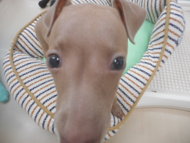 おすすめわんちゃん決定☆