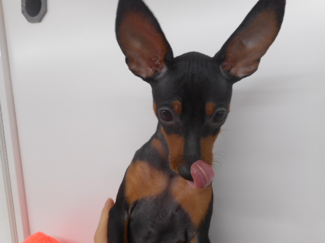 最近のピンシャー君☆