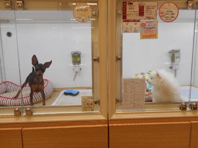 ピンシャーくんのお友達♪