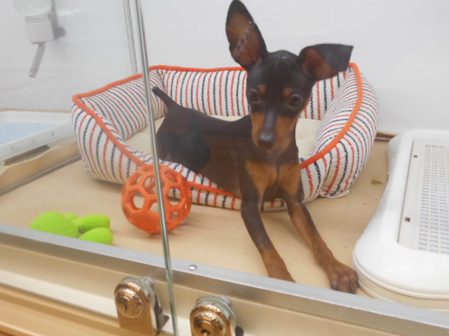 おもちゃが大好き♪