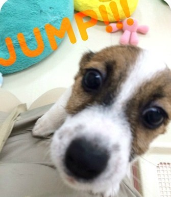 ★ジャンプ大好き！ジャックちゃん★
