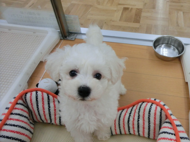 オススメわんちゃん決定！！