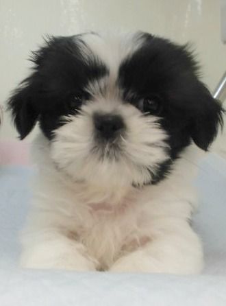 苫アイドル♡ぱんだちゃん