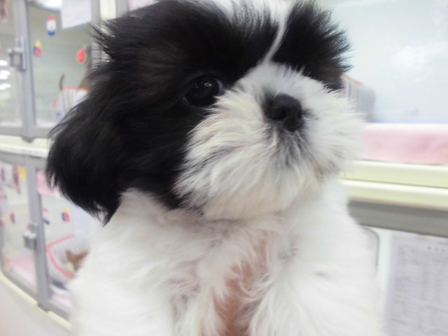 パンダちゃんの日常☆