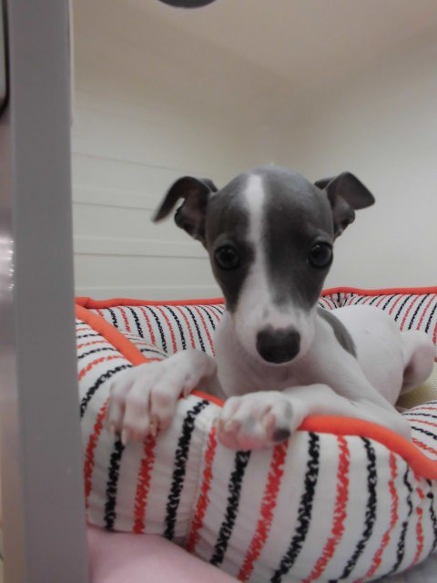 今日のグレコちゃん( ˘•ω•˘ )